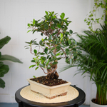 Бонсай Фикус 50см