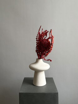 Банксия Специоза