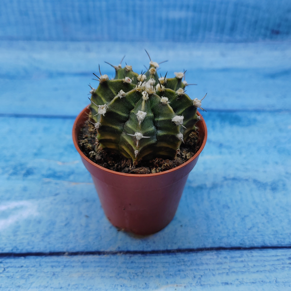 Gymnocalycium Friedrichii (Гимнокалициум)
