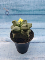 Astrophytum Myriostigma variagate (Астрофитум вариегатный)