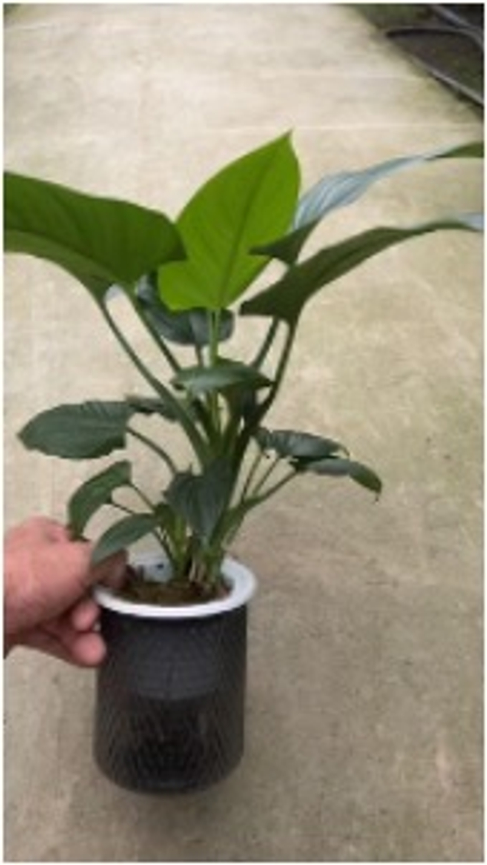 Филодендрон Green Peace Lily д.11 горшок с автополивом