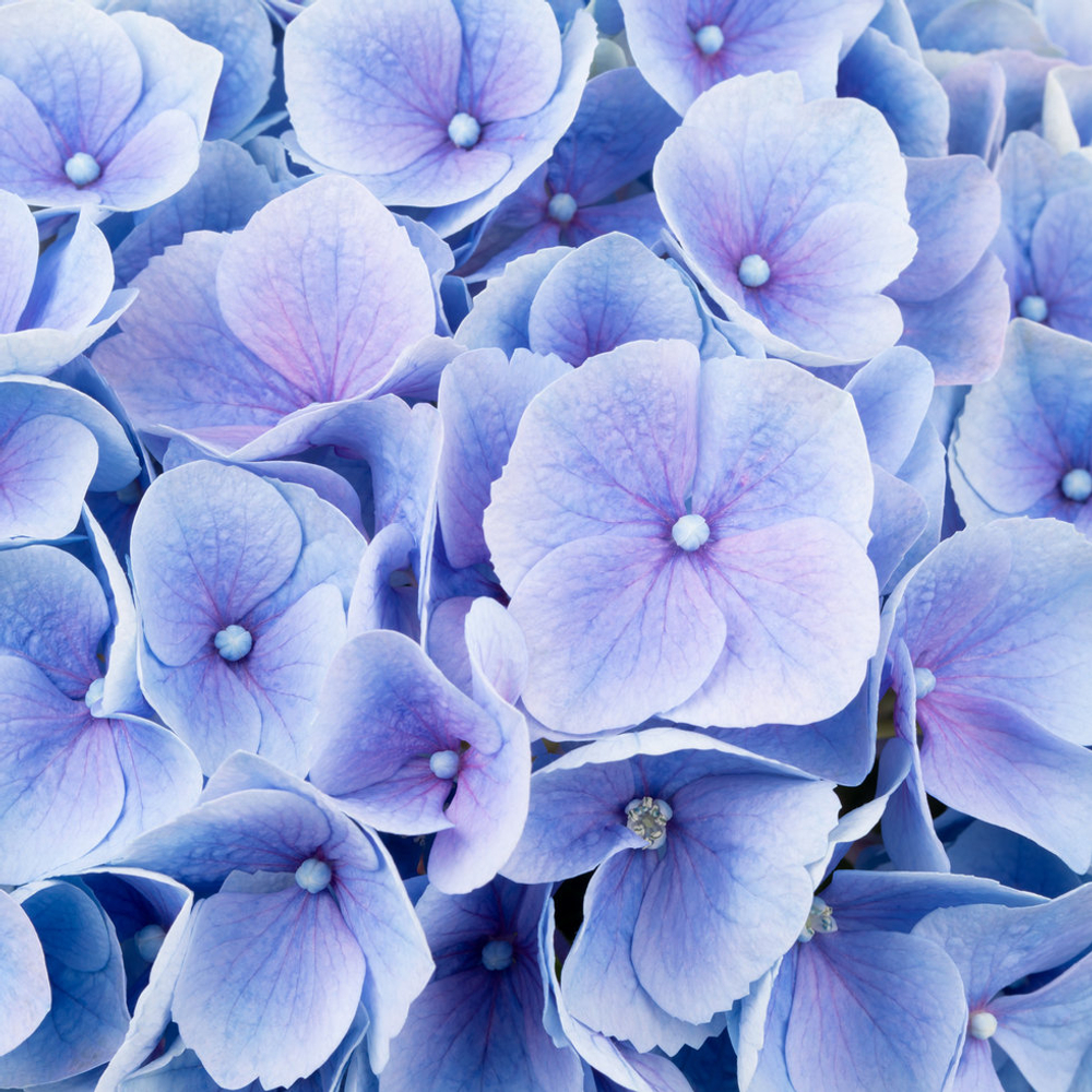 Hi River (Хай Ривер) Р12 Европа 2026