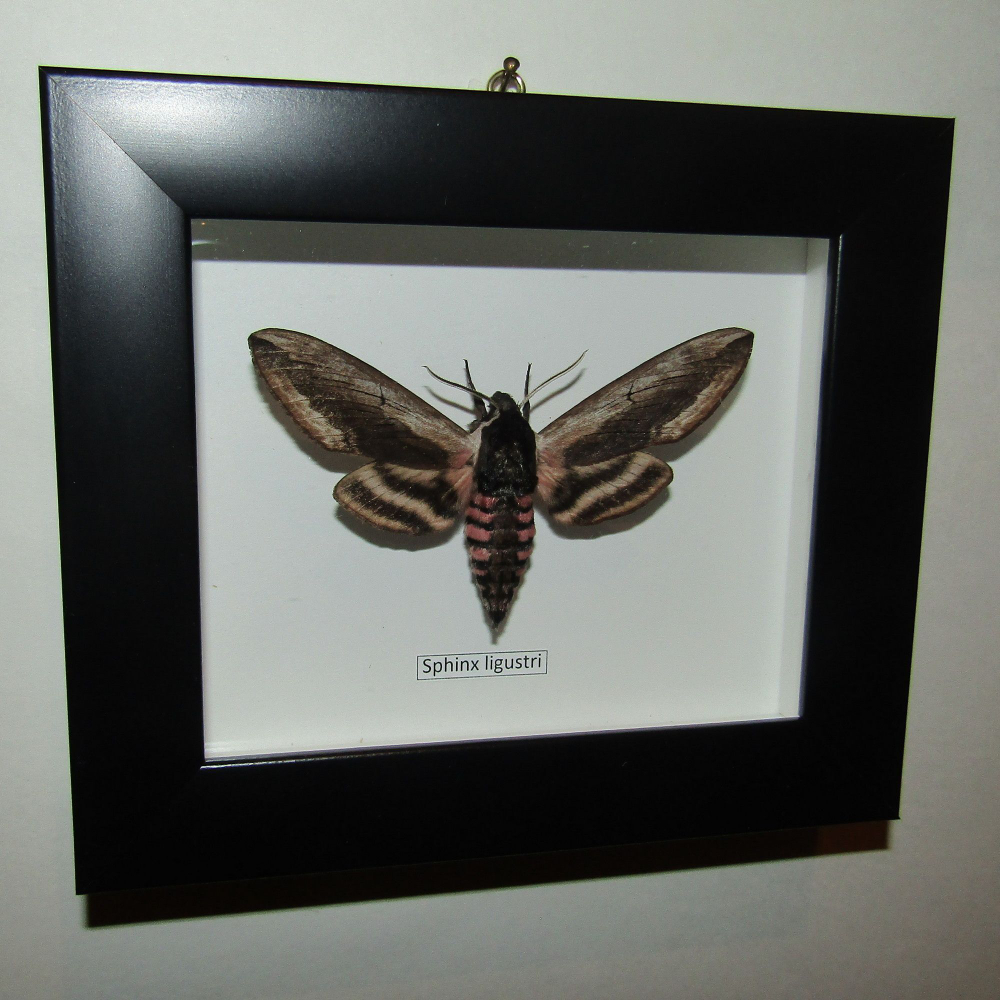 Бражник Сиреневый в рамке