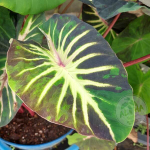 Колоказия STARDUST