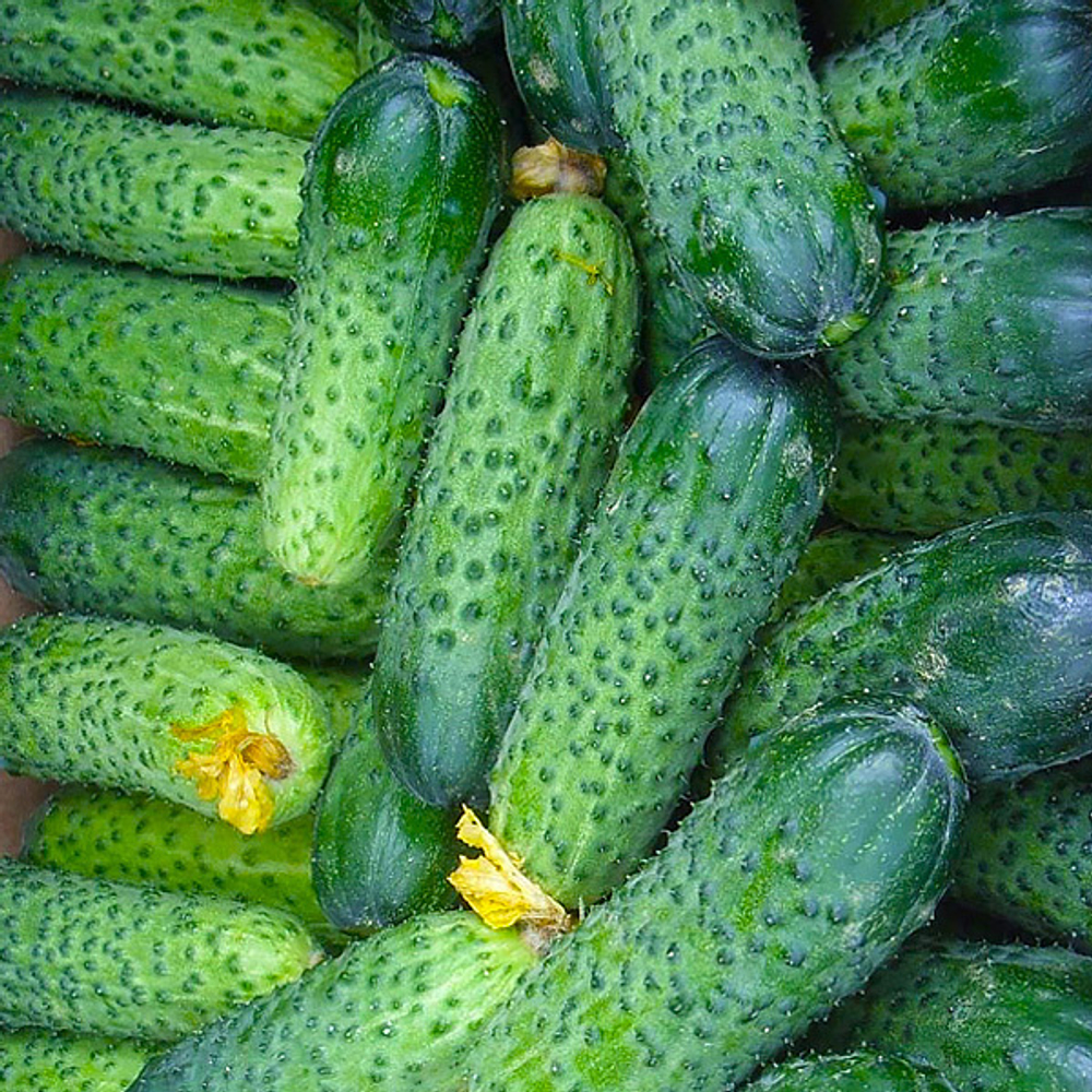 Герман F1 семена огурца партенокарпического (Seminis / Семинис)