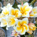 Плюмерия WITSANU GOLD