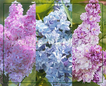 Сирень шестисортовая