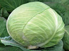 ДЕВОТОР F1 семена капусты белокочанной (Syngenta | Alexagro)