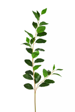 Ветка с лавровыми листьями