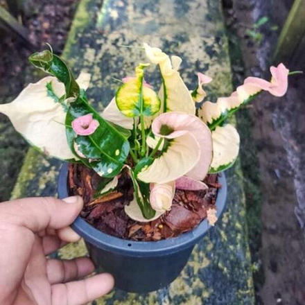 Кротон PHLAI NGAM