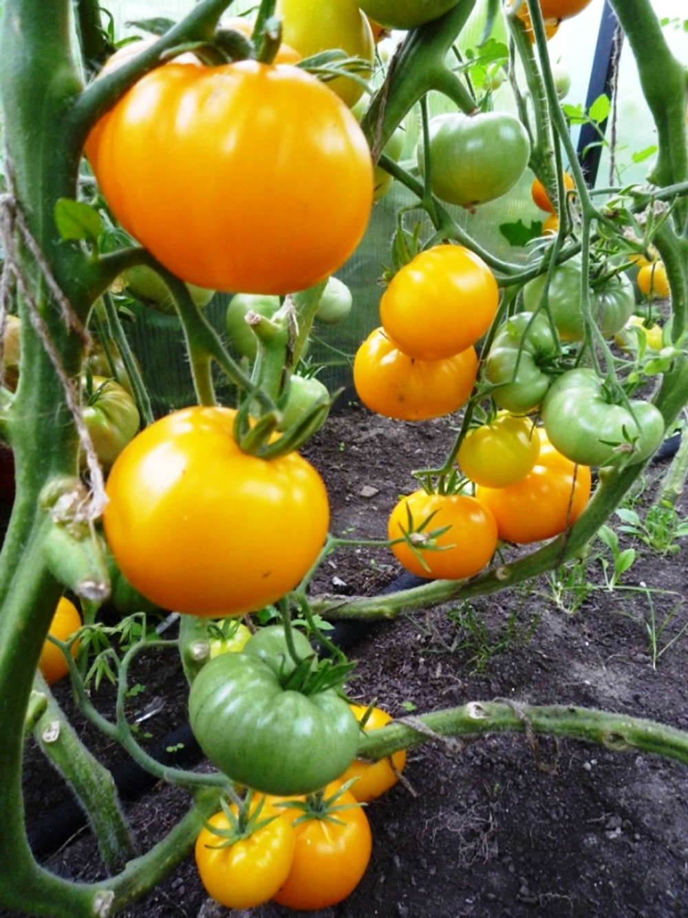 Помидоры Азоюшка — Azoychka