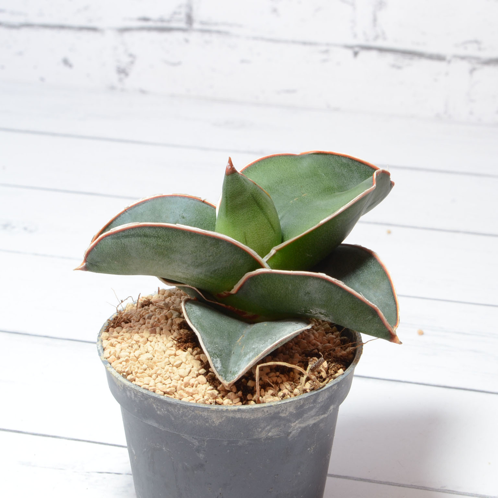 Sansevieria Samurai (Сансевиерия Самурай)
