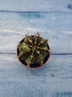 Gymnocalycium Friedrichii (Гимнокалициум)