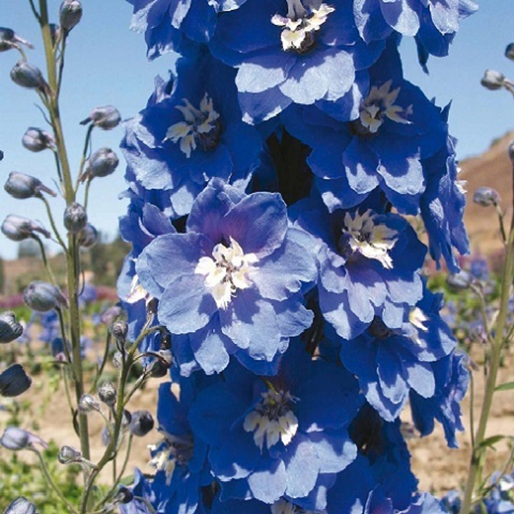Дельфиниум высокий Magic Fountains (mid blue with white bee)