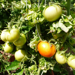 Помидоры Палка — Колоновидные