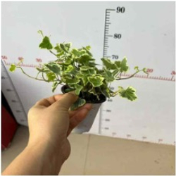 Хедера непальская д.9