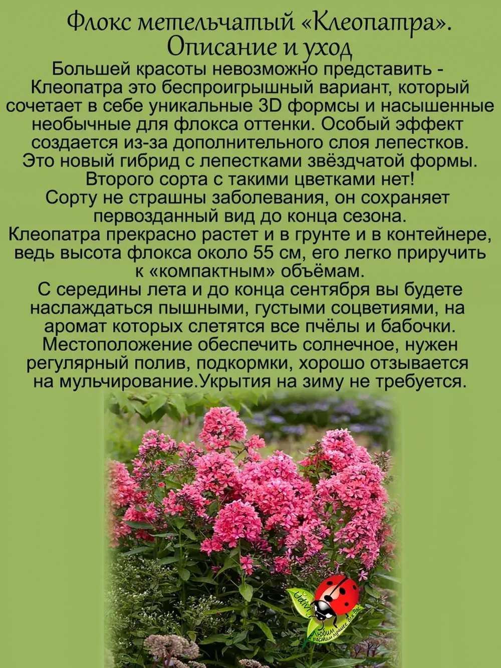 Флокс метельчатый Клеопатра красный