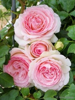 Пьер Де Ронсар (Pierre De Ronsard)