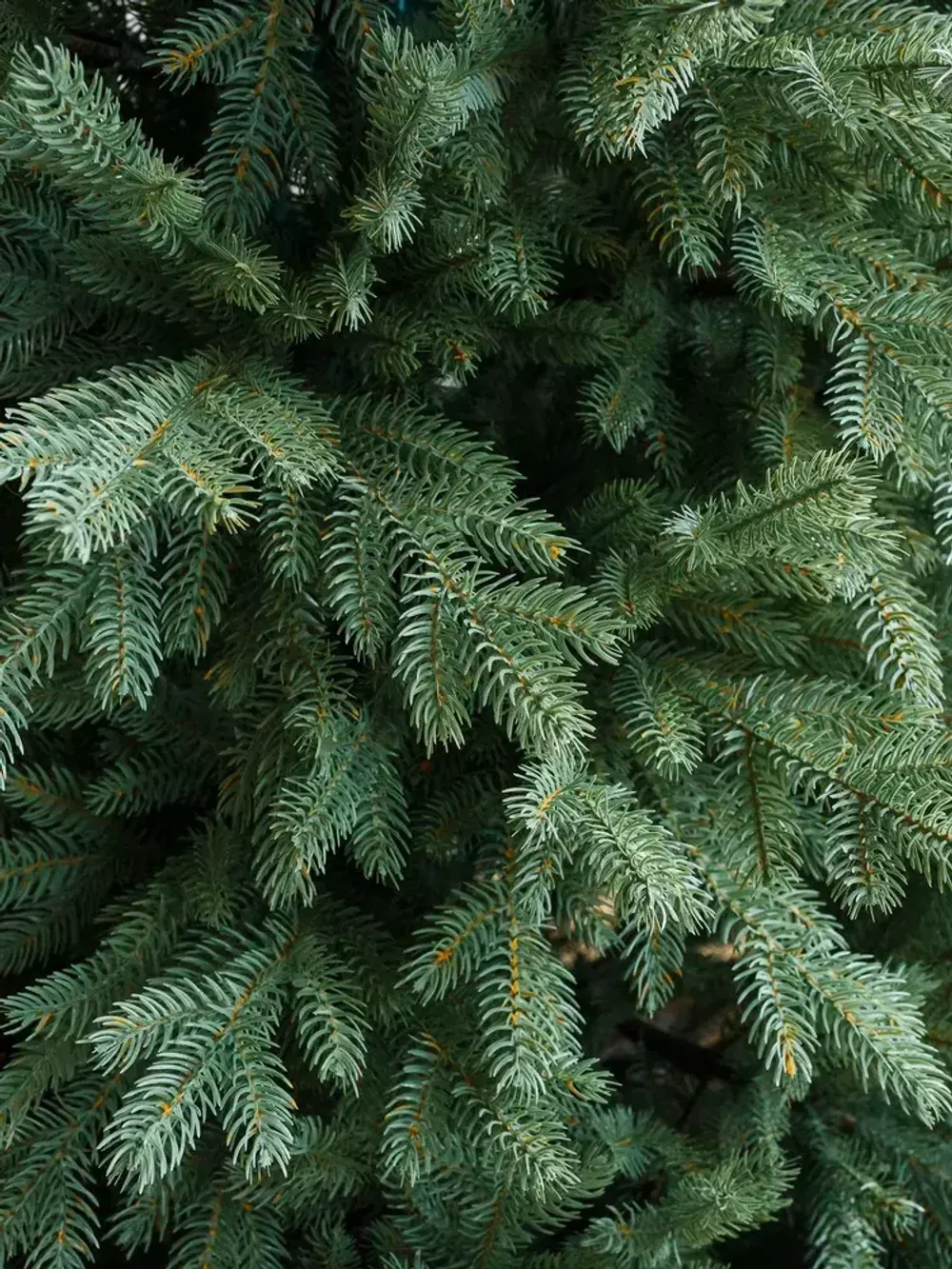 Ель искусственная голубая «Марселло» (Литая хвоя) от 1.8 до 2.4 м