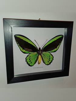 Бабочка Ornithoptera priamus priamus