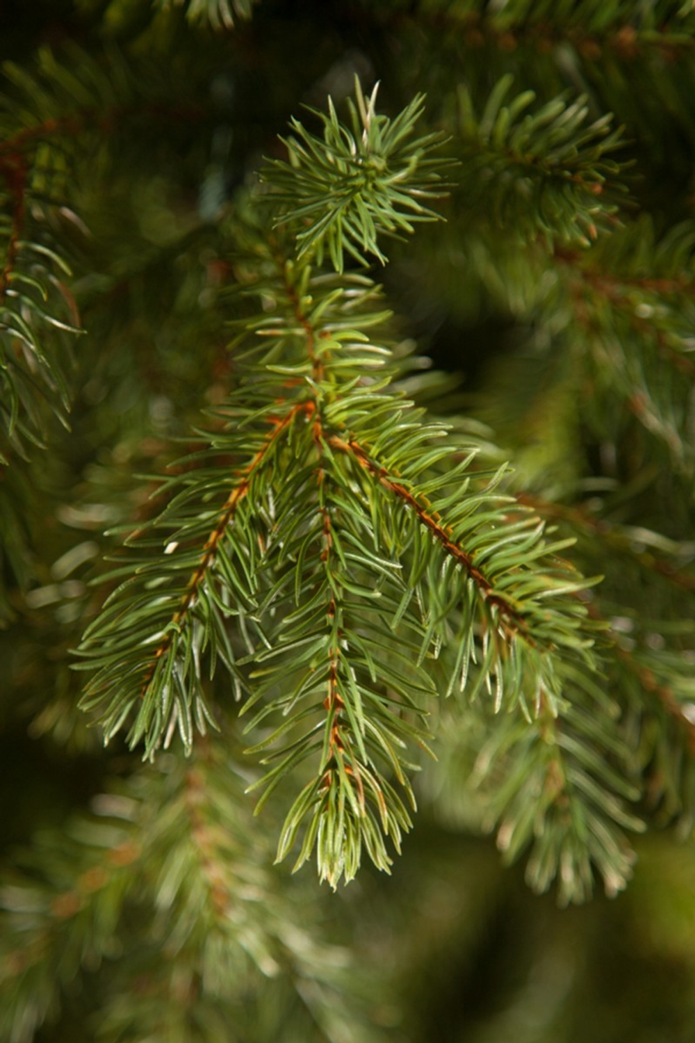 Можжевельник 185см зеленая Triumph Tree