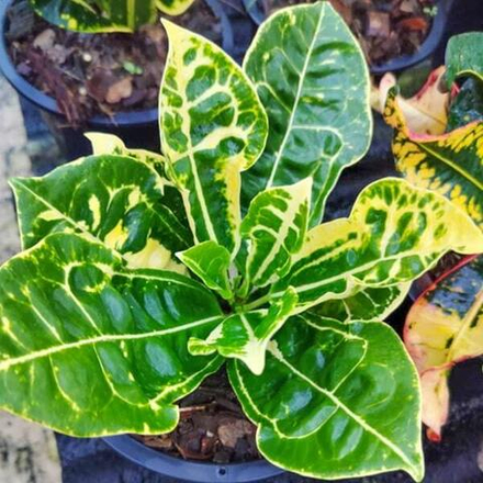 Кротон TAO THONG KAM