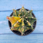 Gymnocalycium Variegata (Гимнокалициум Вариегатный)