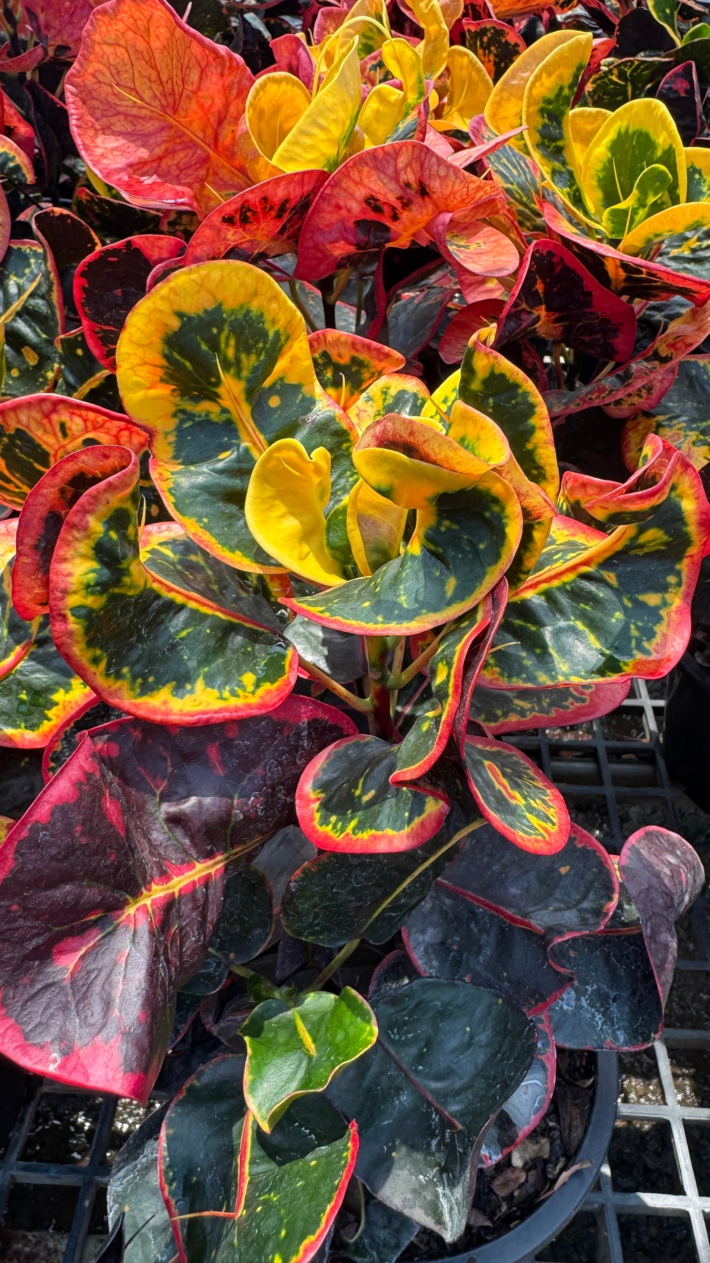 Прогулка по ферме кротонов в Таиланде. Октябрь 2025