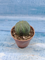 Euphoria Obesa (Эуфорбия)