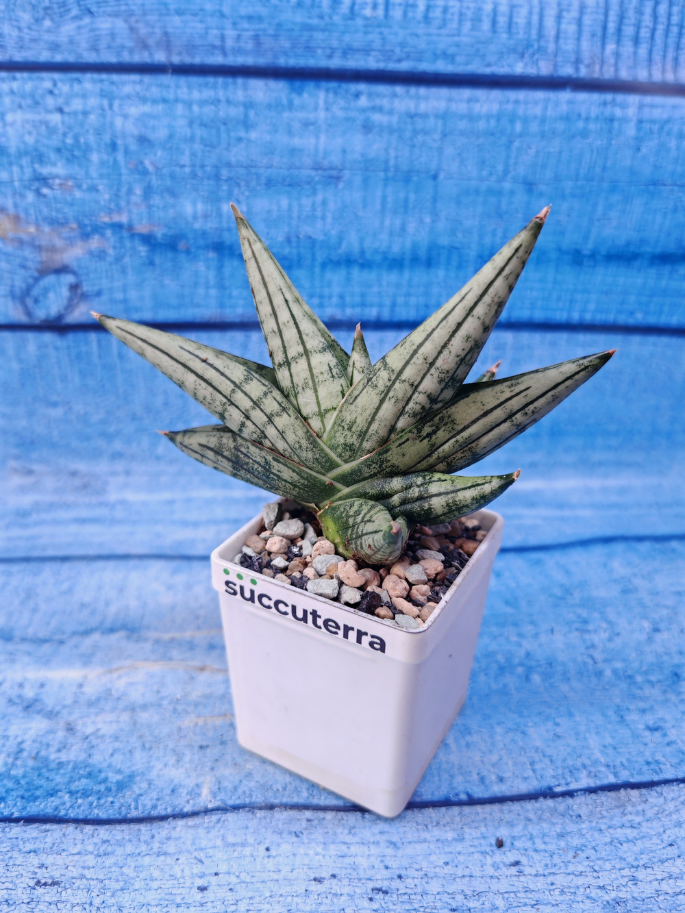 Sansevieria Classic Fan (Сансевиерия)