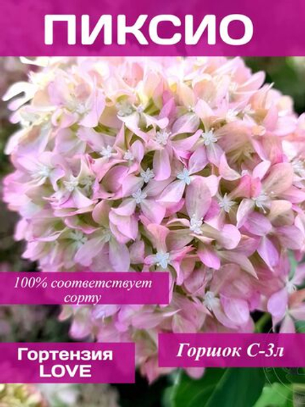 Пиксио гортензия метельчатая