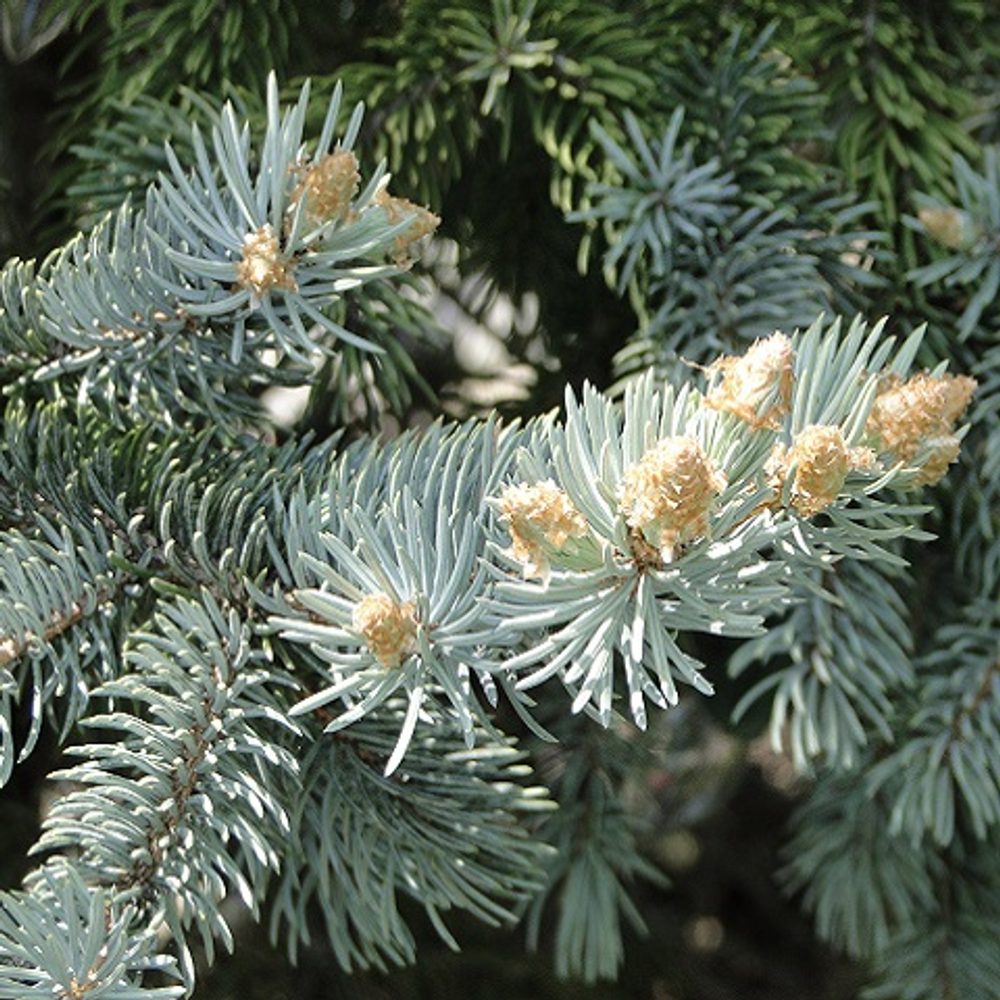 Ель колючая Блю Тотем