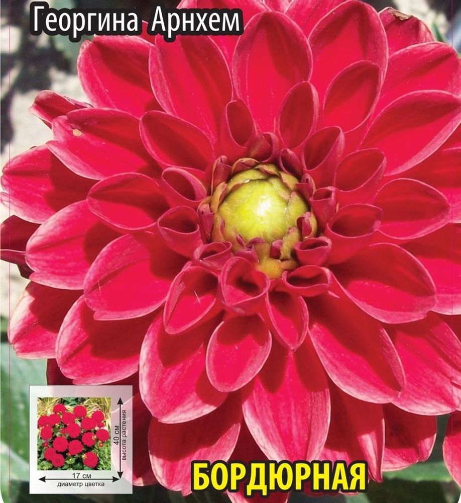 Георгина Арнхем