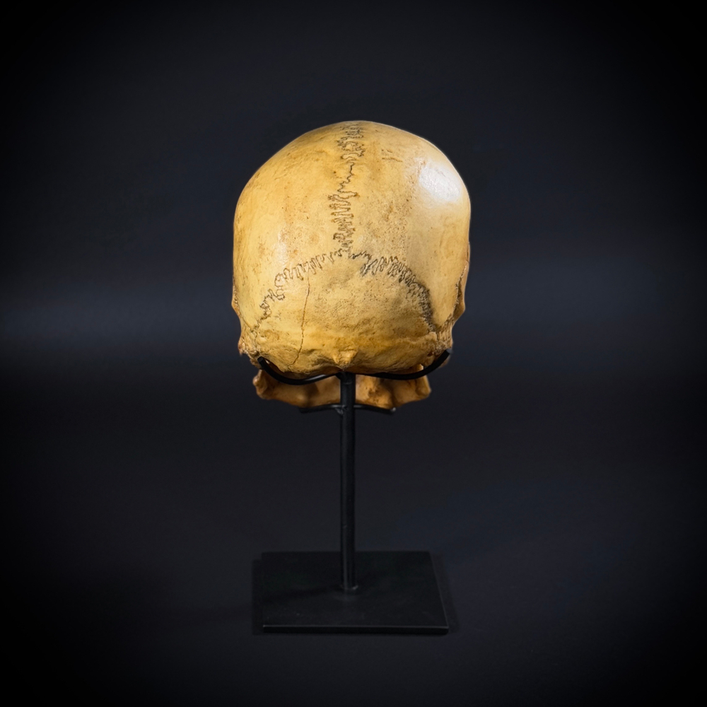 Череп человека на стойке (анатомическая модель)