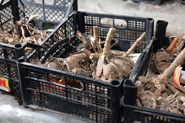 Хранение георгин и гладиолусов после выкопки: правила Хранение георгин и гладиолусов после выкопки: правила