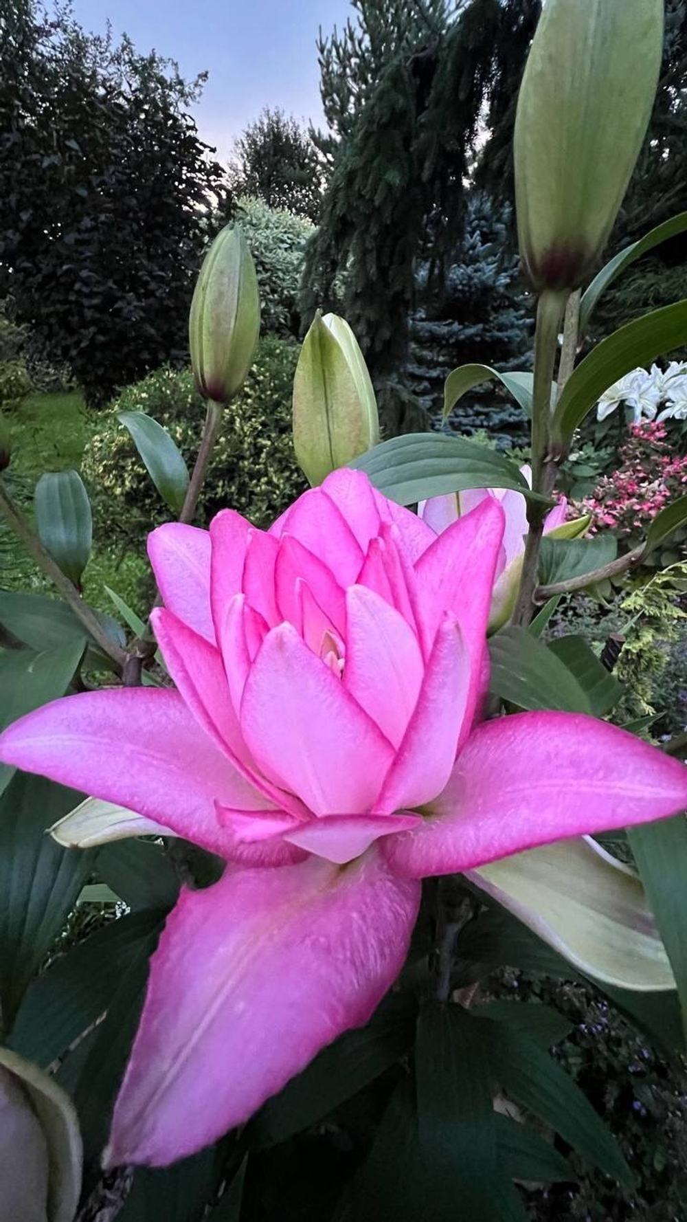 Лилия Роузлилия Аннушка 1 шт размер 18/20 М67 апрель 2026