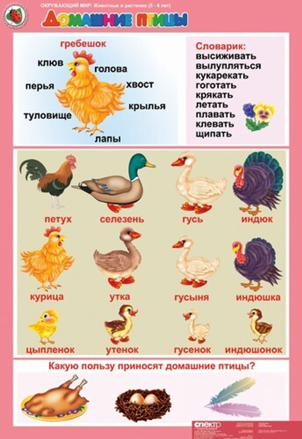 Комплект таблиц Окружающий мир 5-6 лет "Животные и растения" (12 таблиц+16 карт.)