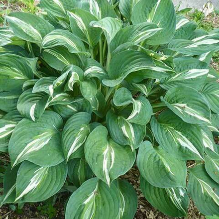 Хоста Снейк Айс С2