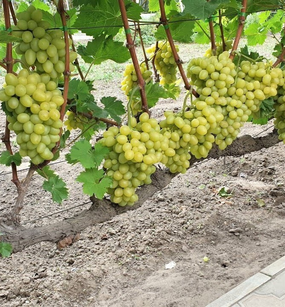 Виноград Аркадия (Настя), очень ранний 1шт