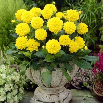 Георгина Сиса бордюрная