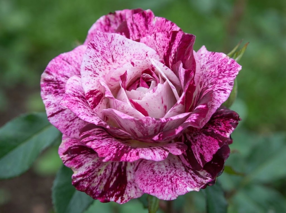 Роза спрей Purple Tiger (Перпл Тайгер)