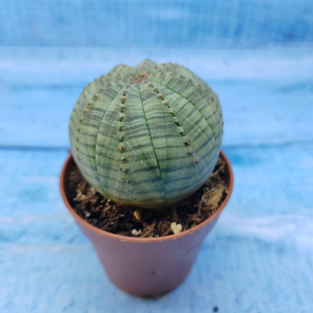 Euphorbia Obesa (Эуфорбия)