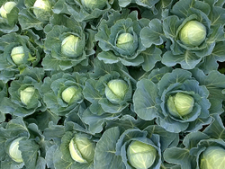 Капуста б/к Сунта F1 (100шт) Витагрин Профи