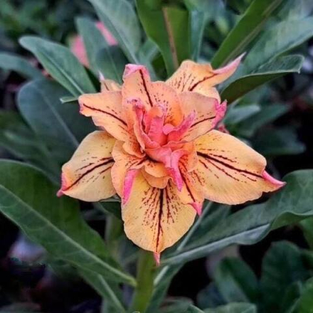 Адениум IRIANA