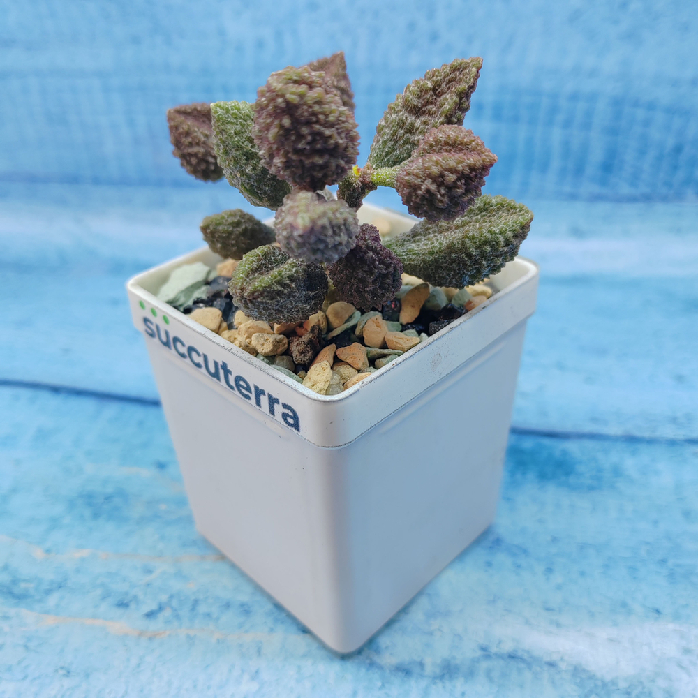 Adromischus Marianae Coffee Bean (Адромискус)