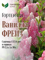 Гортензия метельчатая "Ванилла Фрайз" 7,5л