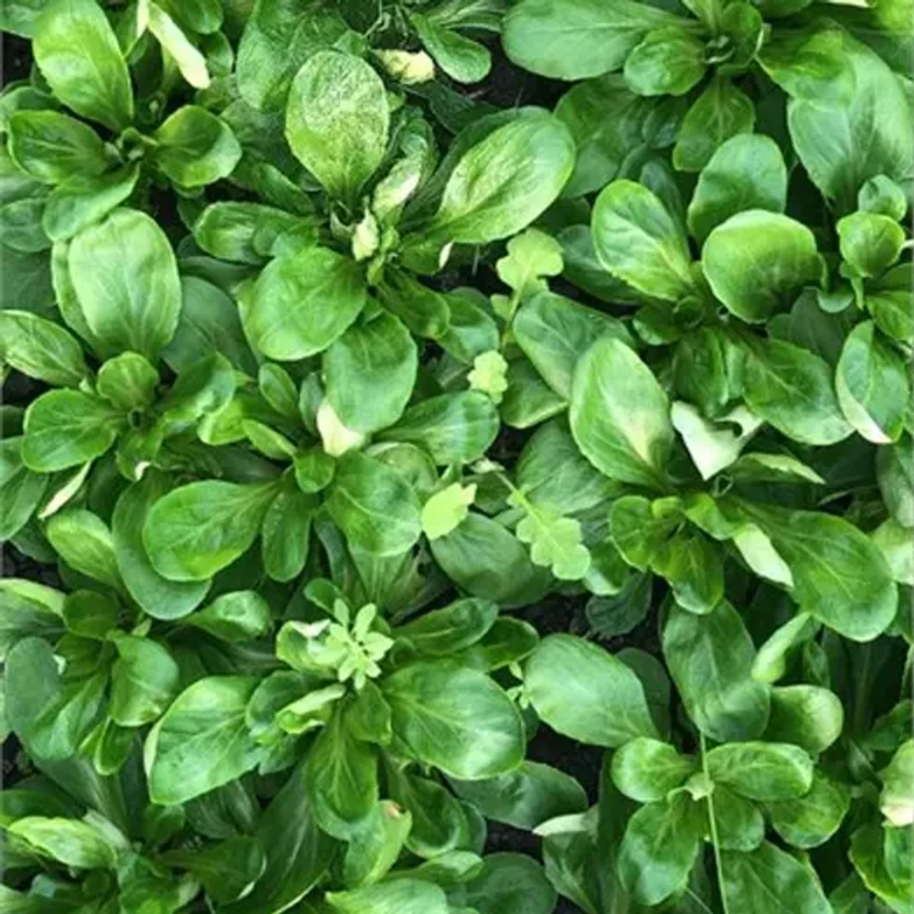 Корн "О, Батат", 100 г (цена указана за 100г, вес может отличаться)