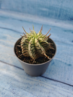Euphorbia meloformis f. Variegated (Эуфорбия вариегатная)