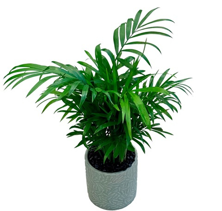 Пальма Хризолидокарпус (в кашпо)