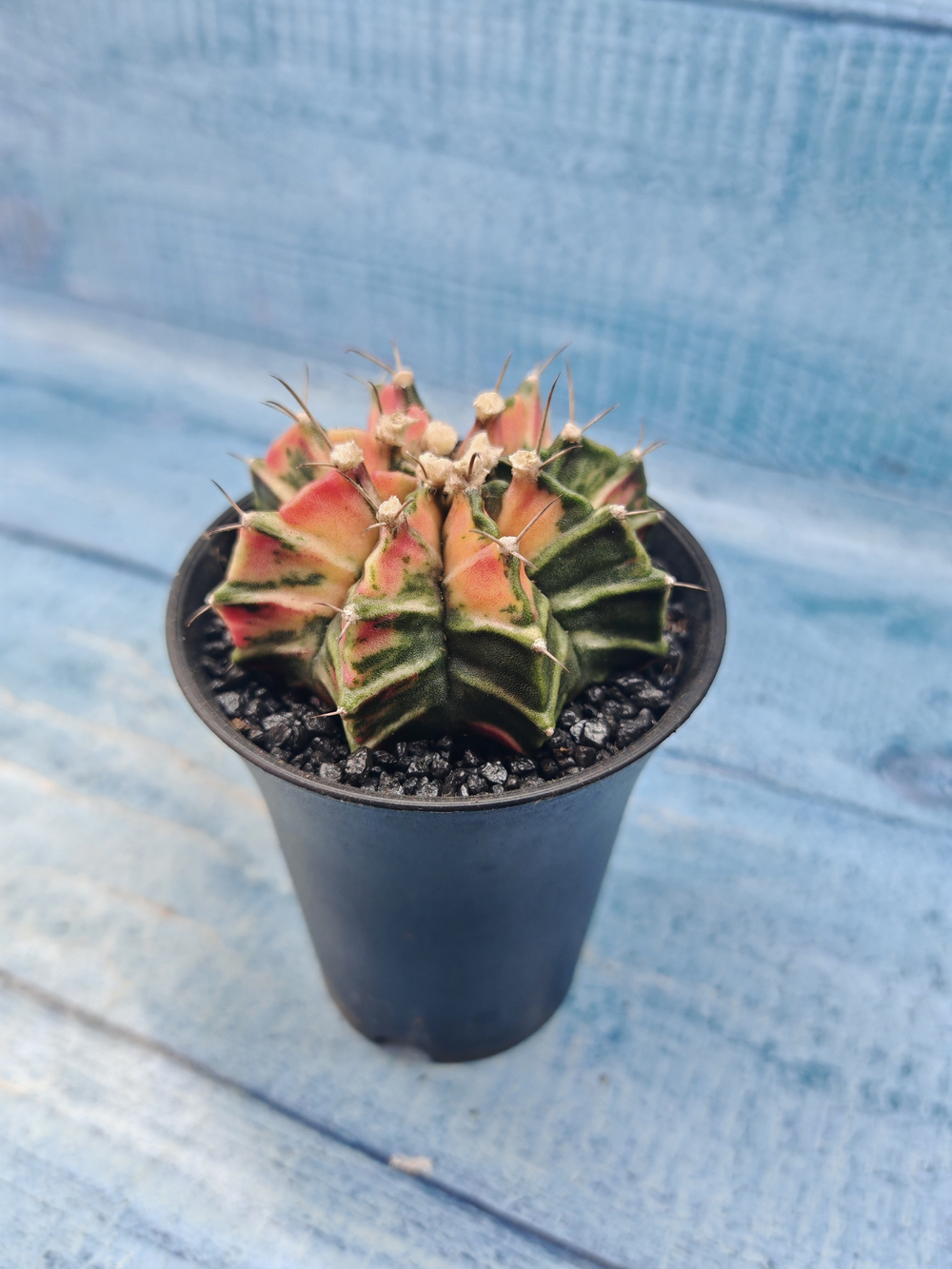 Gymnocalycium Variegata (Гимнокалициум Вариегатный)